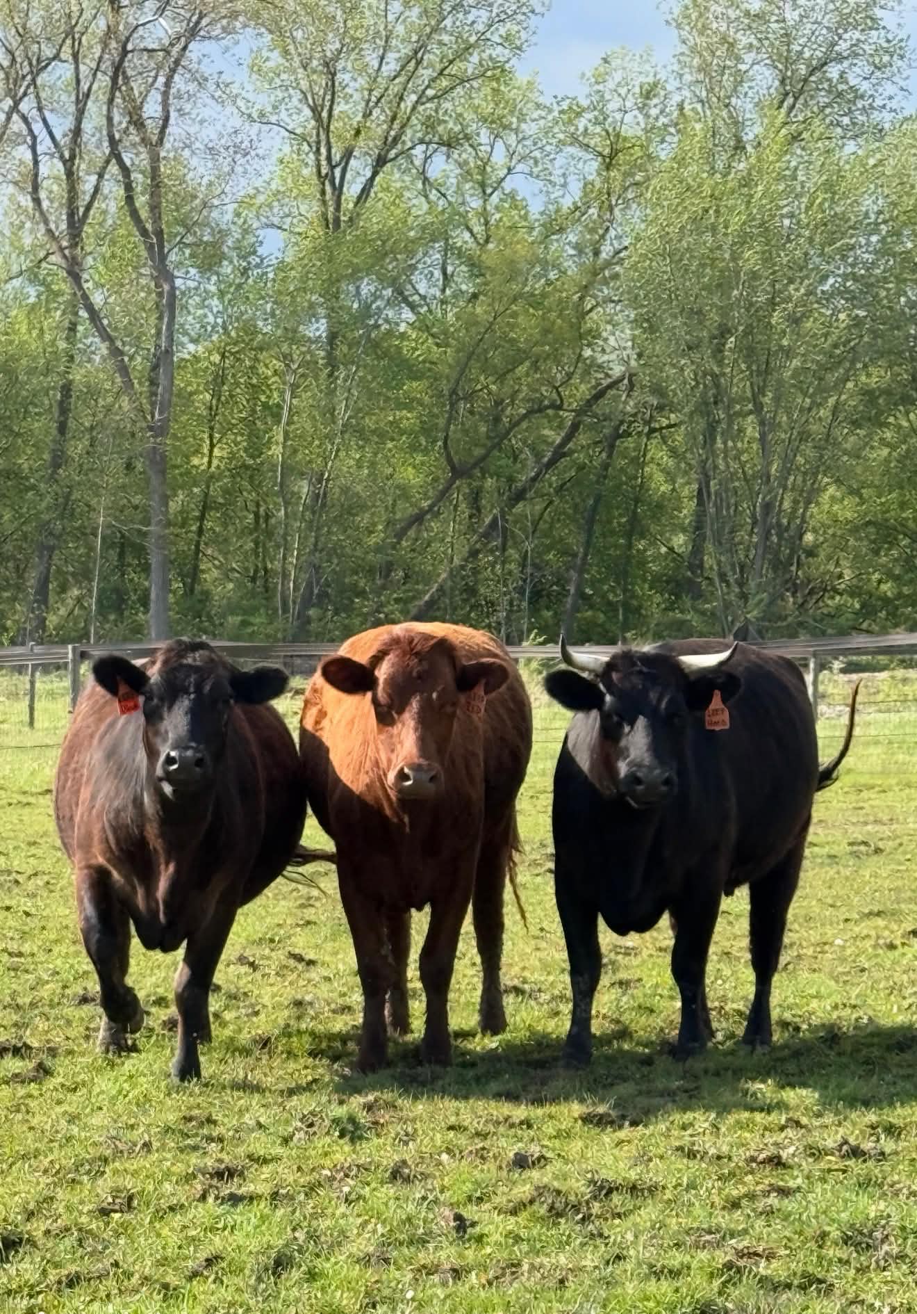 Animals in the pasture